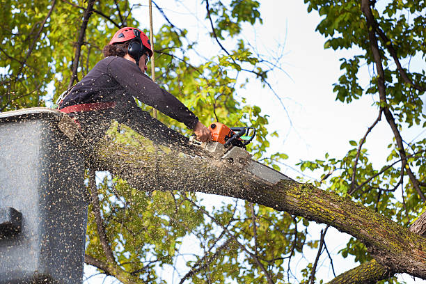 Best Tree Trimming Near Me  in Cayce, SC